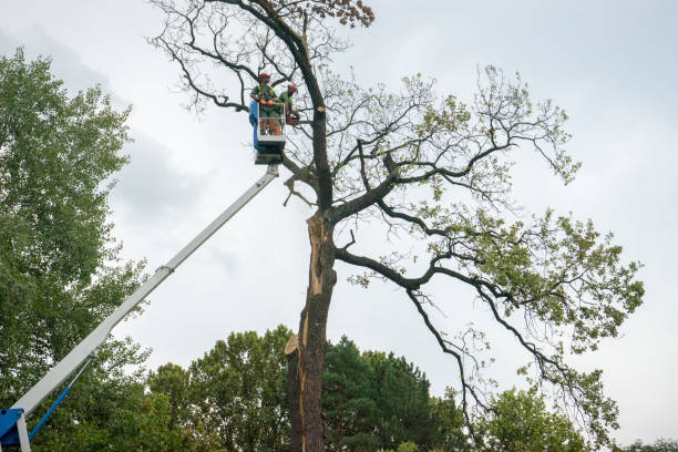 Best Tree Cabling and Bracing  in Scobey, MT