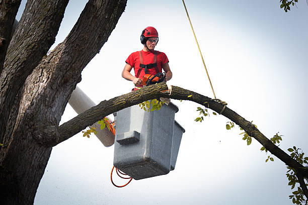 Best Storm Damage Tree Cleanup  in Scobey, MT