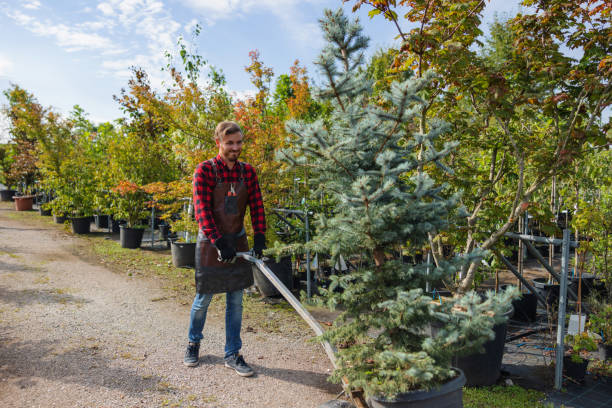 Best Leaf Removal  in Scobey, MT