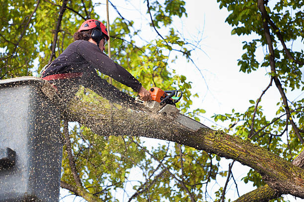 Best Tree Health Inspection  in Scobey, MT